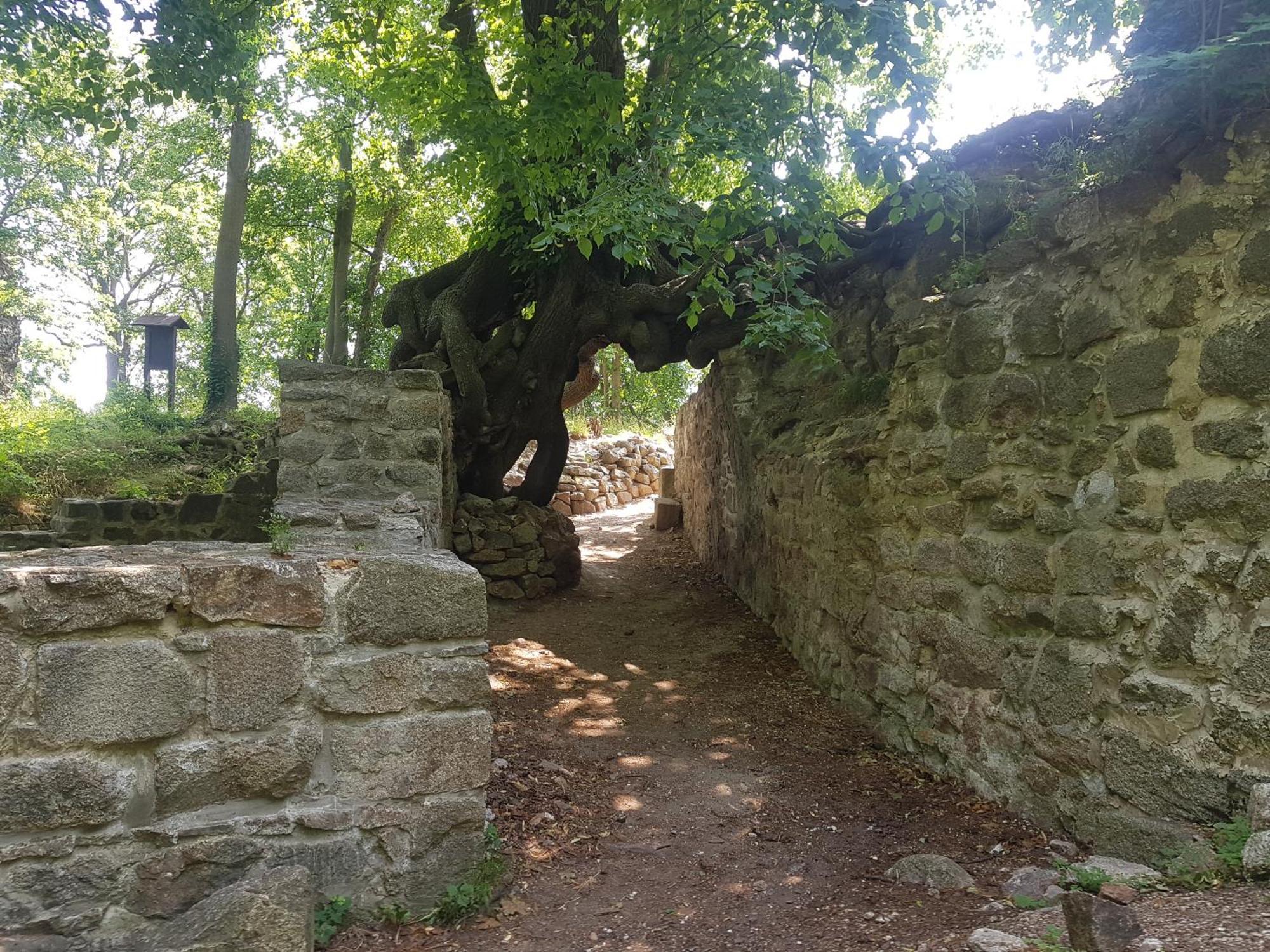 Ferienhaus Renate 7 Thale Exteriör bild